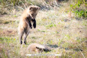 PEI Foxes