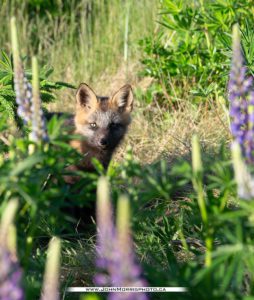 PEI Fox pup