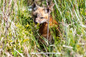 PEI Fox Pups