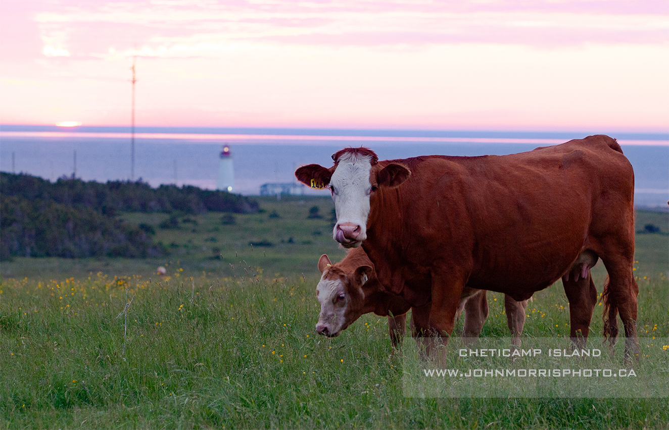 Cheticamp Island Cows